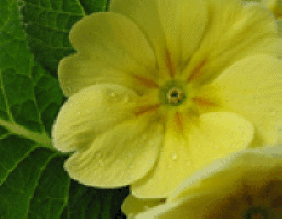 Yellow Primrose